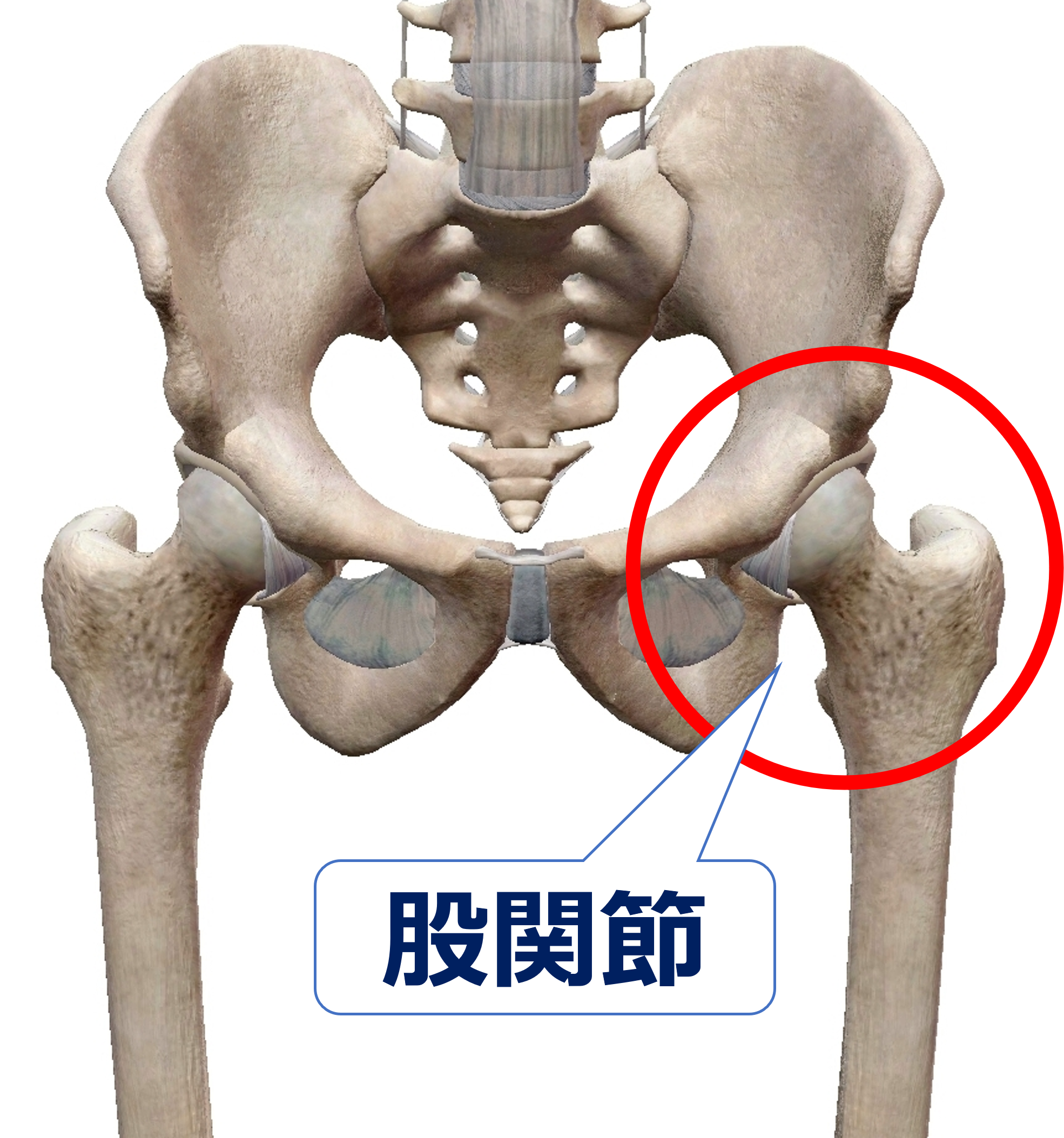 野球選手に超重要な股関節の機能 屈曲と伸展 の巻