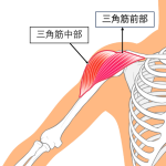 野球に必要な筋肉〜三角筋〜について