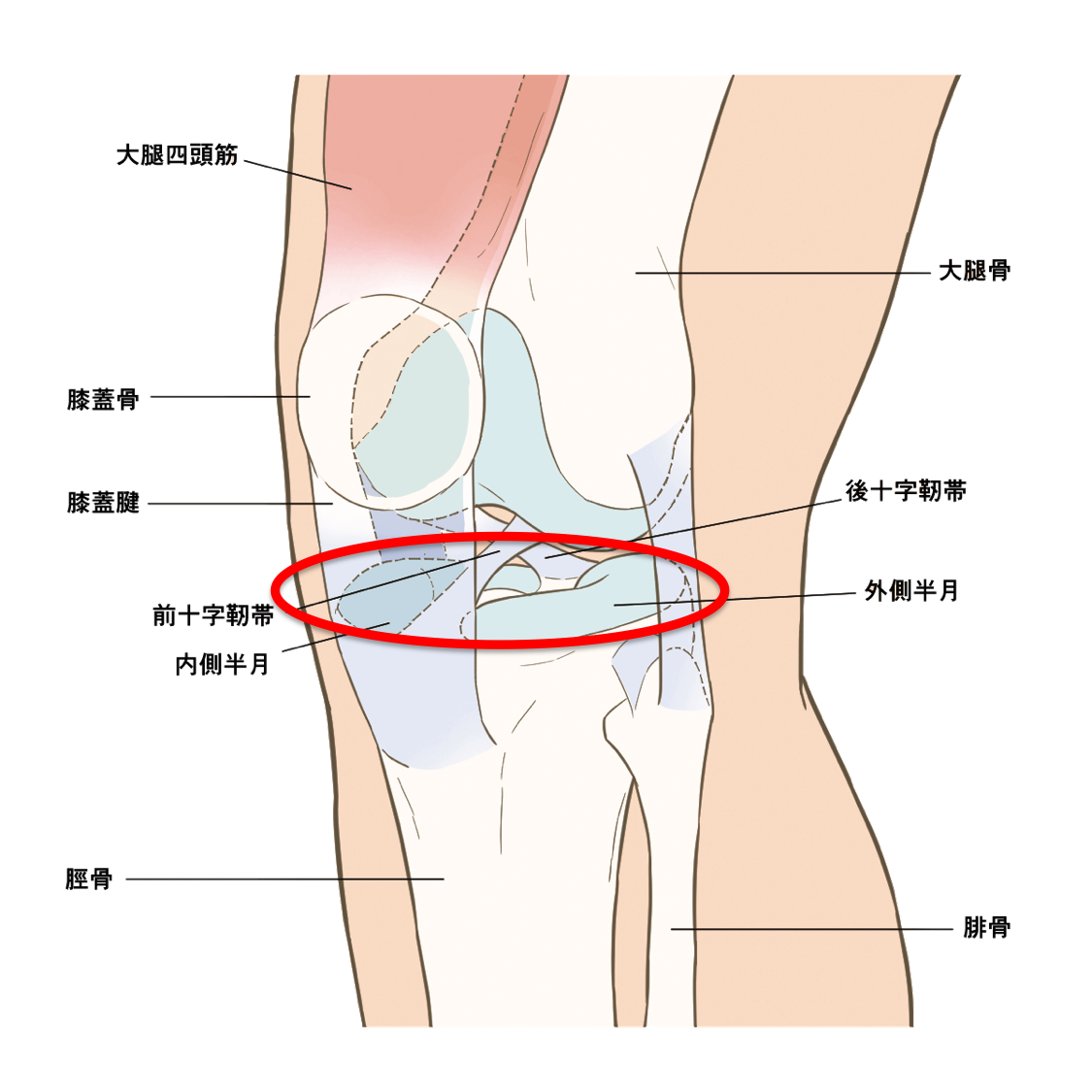 膝 の 裏側 痛み